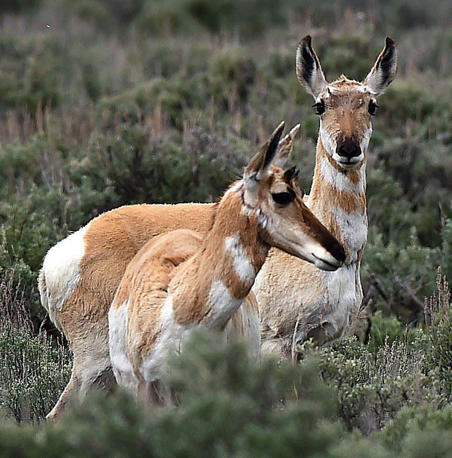 Spring in Yellowstone